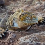  Land Iguana, Galapagos 2012